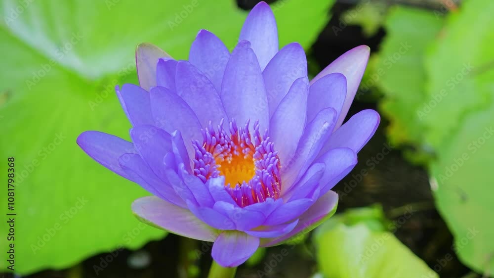 Purple lotus