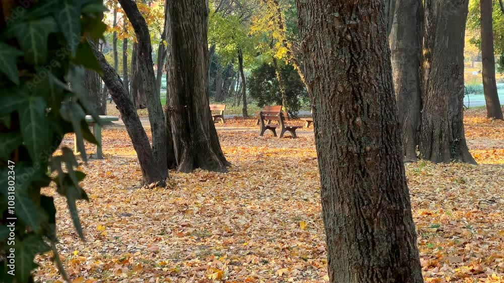 Sunlit autumn park scene with benches, trees, and ivy-covered trunks, surrounded by golden fallen leaves Sunlit autumn park scene with benches, trees, and ivy-covered trunks, surrounded by golden fallen leaves