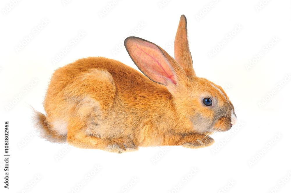 Fototapeta premium The rabbit in a white background