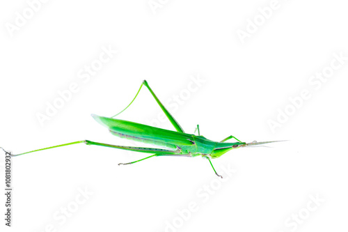 The locusts, a kind of orthoptera insects