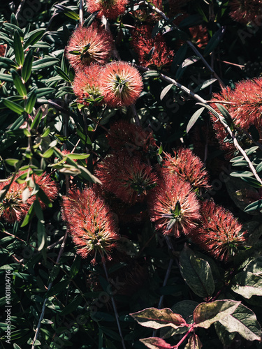 Callistemon flower photo