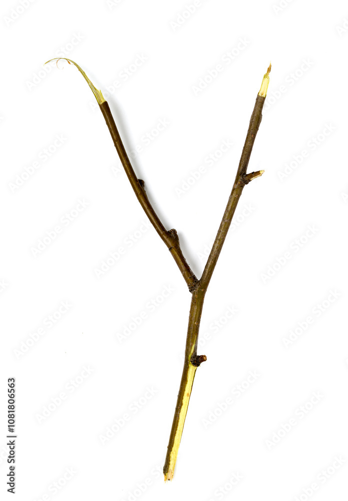 dry branch on a white background dry branch on a white background