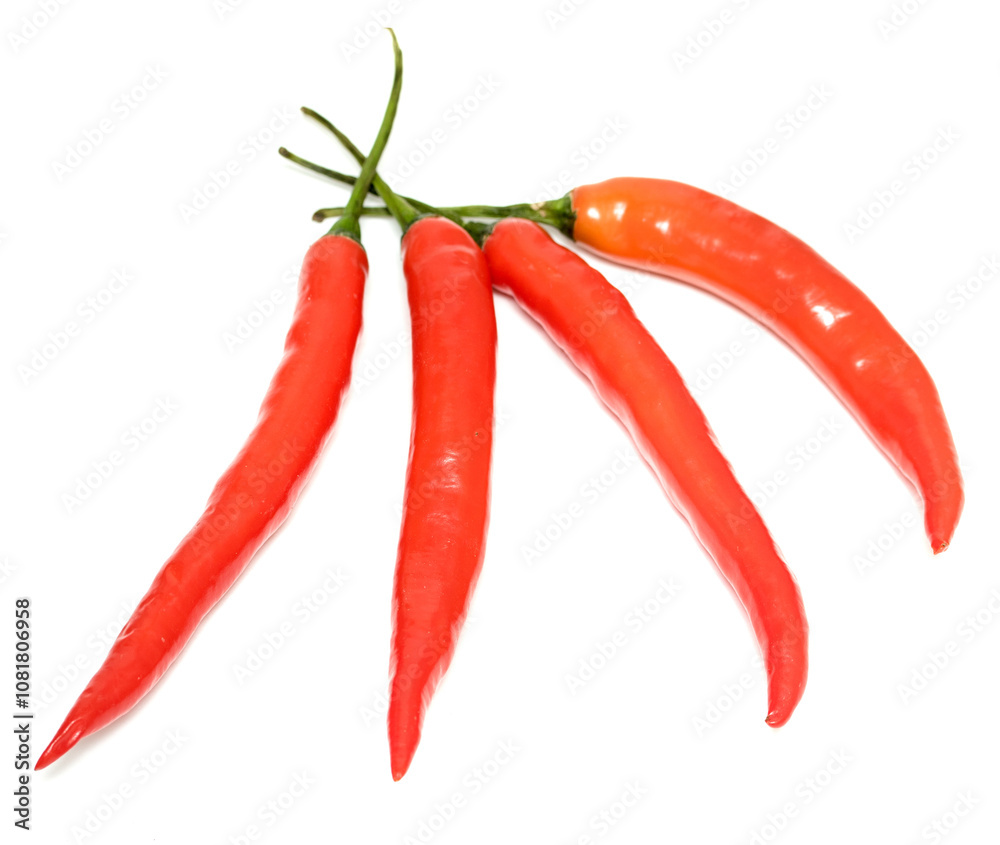 chili pepper on a white background chili pepper on a white background
