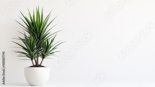 A tall potted yucca plant with spiky green leaves, resting on a simple white background with copyspace