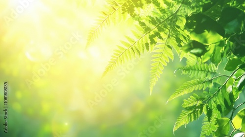 Green fern leaves in natural sunlight, forming a fresh and calming plant background