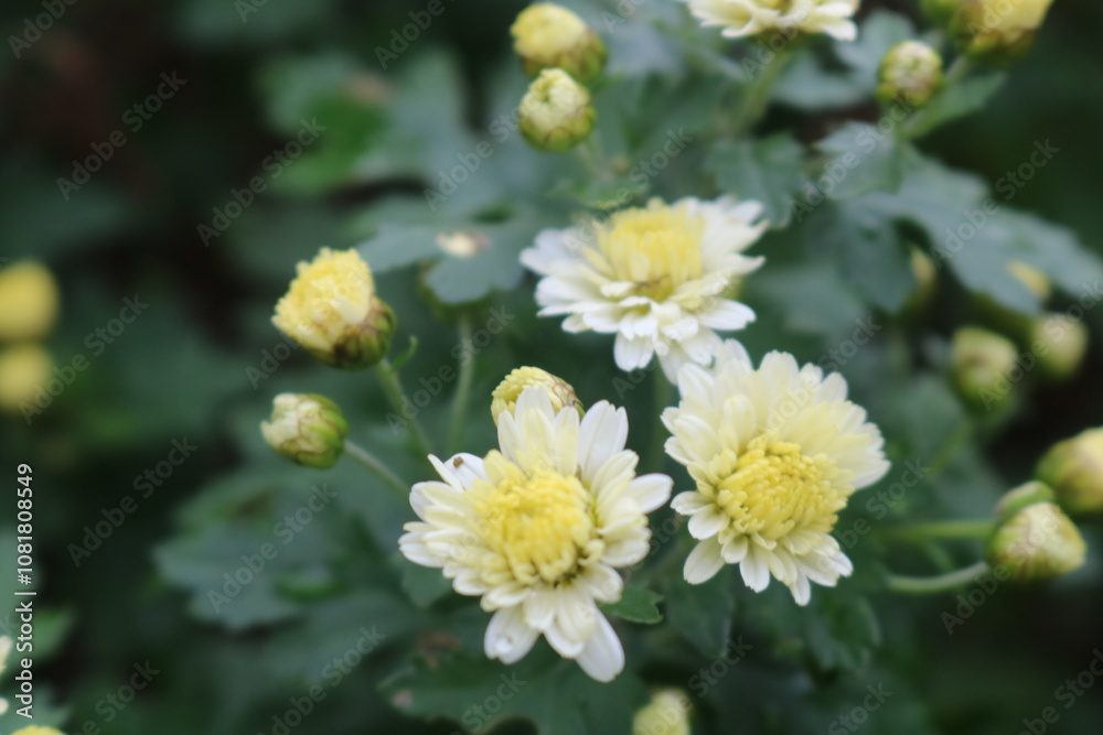Obraz premium 小菊の花白い秋から冬花壇日本和背景