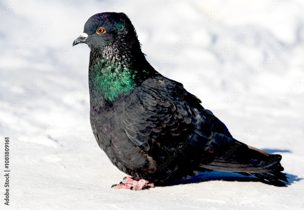 wild dove in the snow on the nature wild dove in the snow on the nature