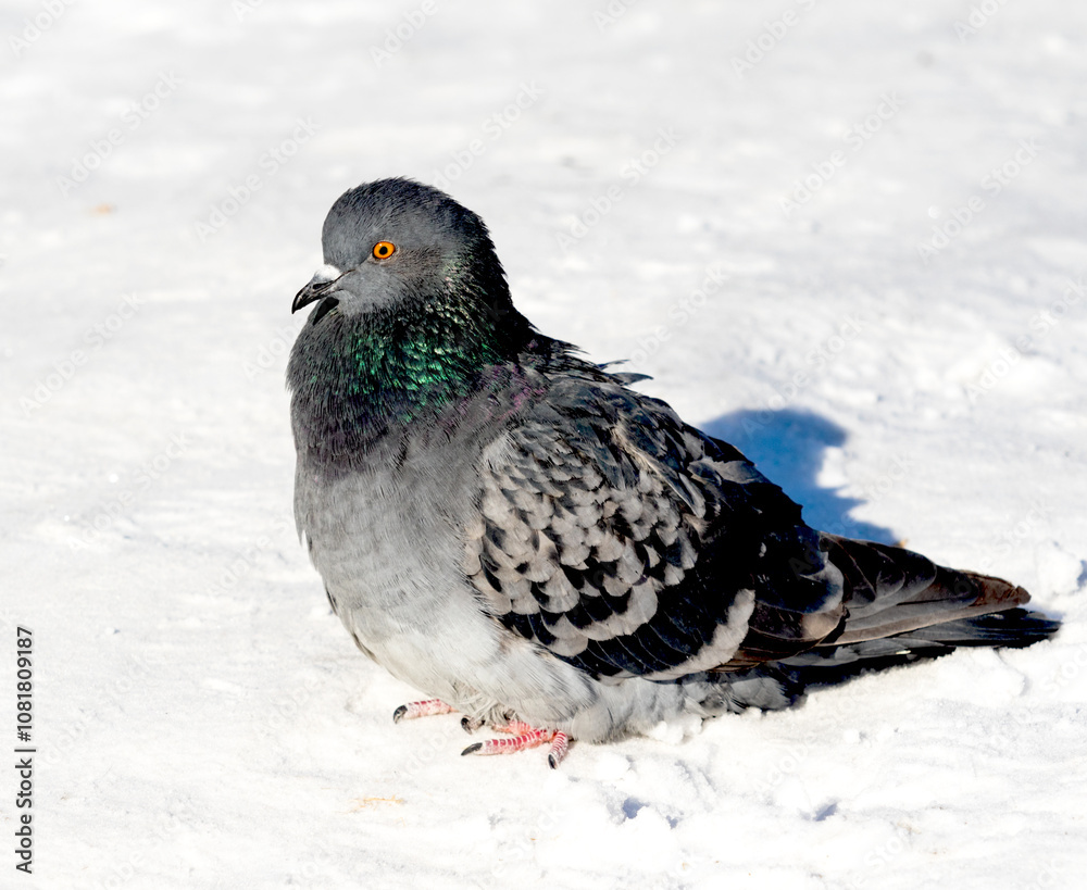 wild dove in the snow on the nature