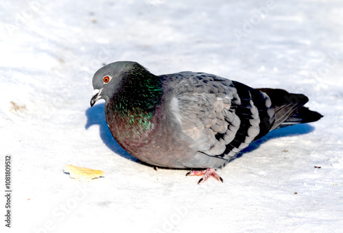 wild dove in the snow on the nature