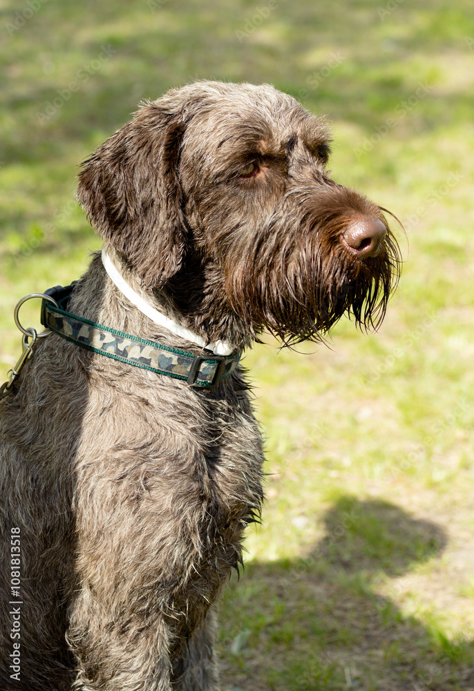 hunting dog on the nature of the spring hunting dog on the nature of the spring