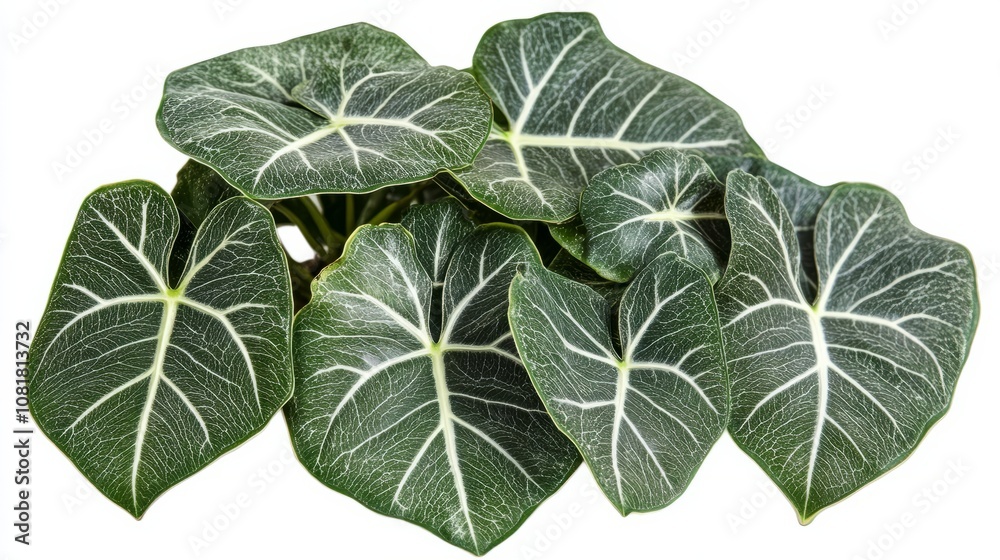green leaves on white green leaves on white