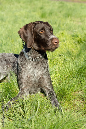 hunting dog on the nature of the spring