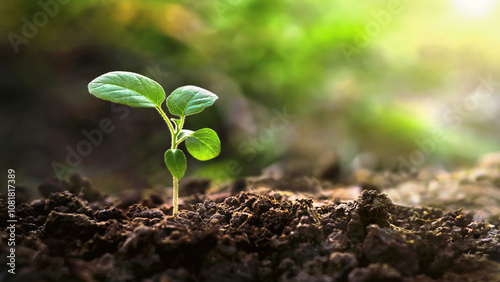 small green plant is growing in the dirt