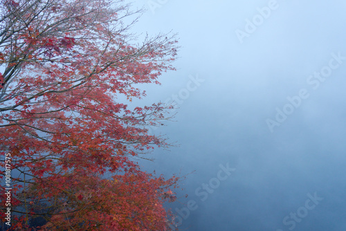 【湯布院】朝霧が漂う金鱗湖と水上の紅葉したモミジ photo