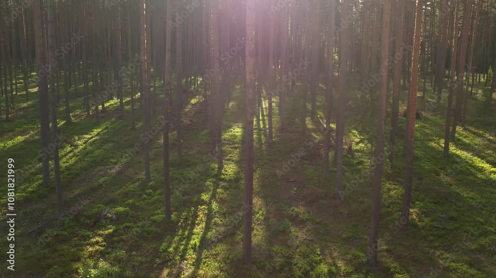 Sunlit Pine Forest with Shadows Creating a Serene Atmosphere Sunlit Pine Forest with Shadows Creating a Serene Atmosphere