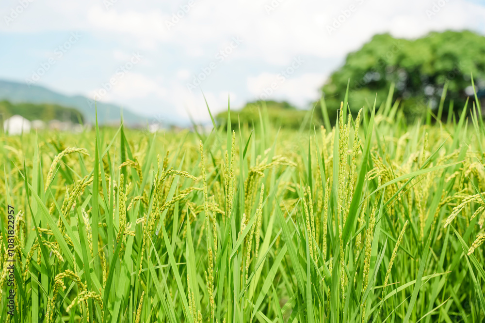 Obraz premium Ears of rice in growth, rice paddies in summer