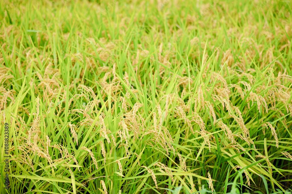 Ears of rice before harvest, close-up, rice fields in autumn Ears of rice before harvest, close-up, rice fields in autumn