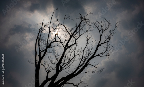 A dead dry tree in the dry season and winter with dark black clouds cloudy to rain