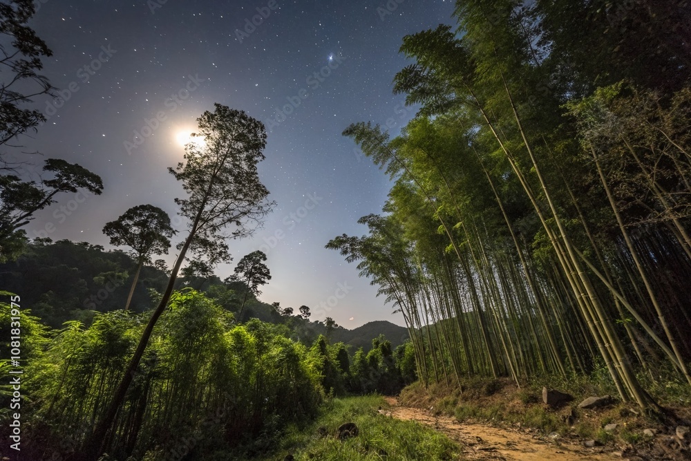 Obraz premium Captivating Night Photography of a Wild Stand of Bamboo in Sri Lanka's Untamed Wilderness, Showcasing the Mystique of Nature Under Starry Skies and Moonlight