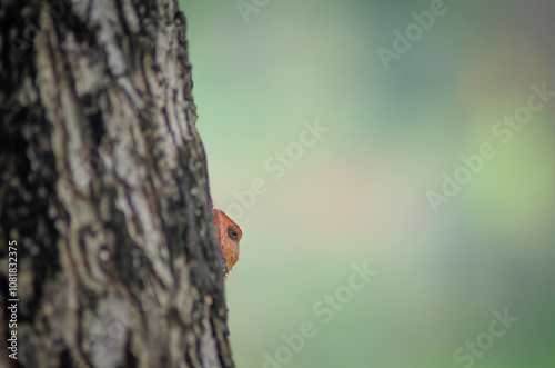 A lizard was peeking with its eyes behind a tree trunk