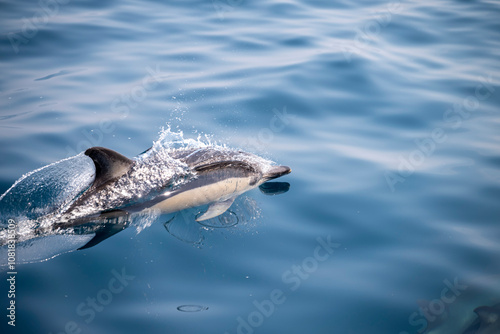 Delfine in der freien Natur