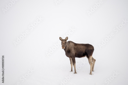 A wild elk in a snowy mountain valley on a winter day, Varanger Peninsula, Northern Norway photo