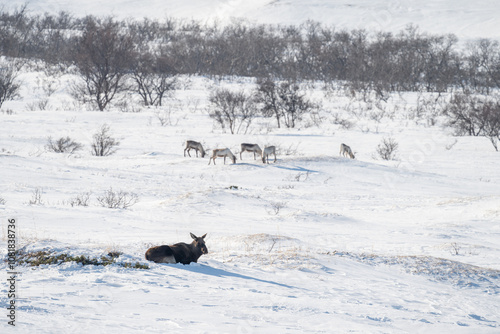 Canvastavla A wild elk resting in a snowy mountain valley with a flock of reindeers in the b