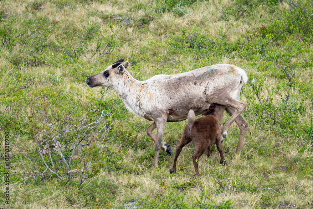 Fototapeta premium A cute reindeer calf and it's mother on a summer day. Finnish Lapland