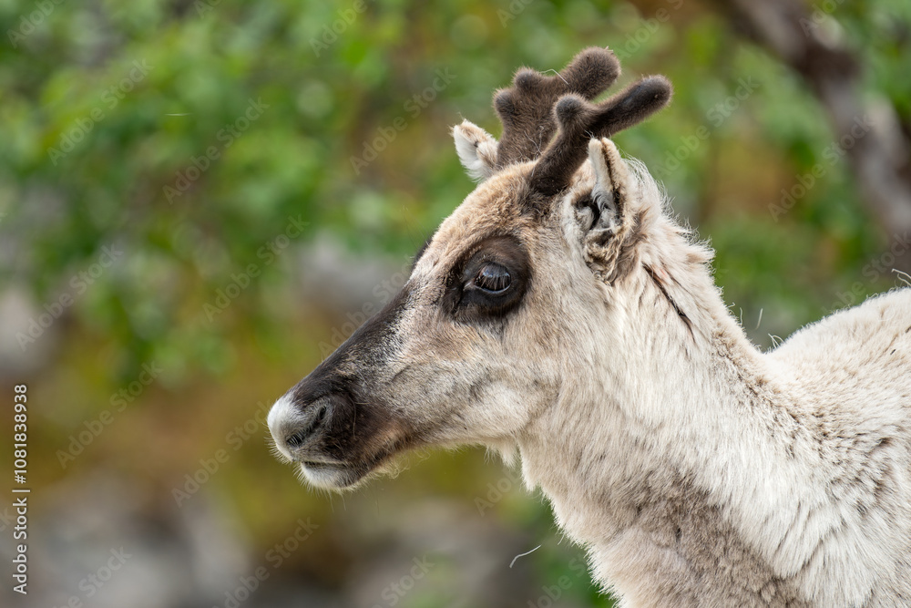 A portrait of a reindeer. Utsjoki, Finland A portrait of a reindeer. Utsjoki, Finland