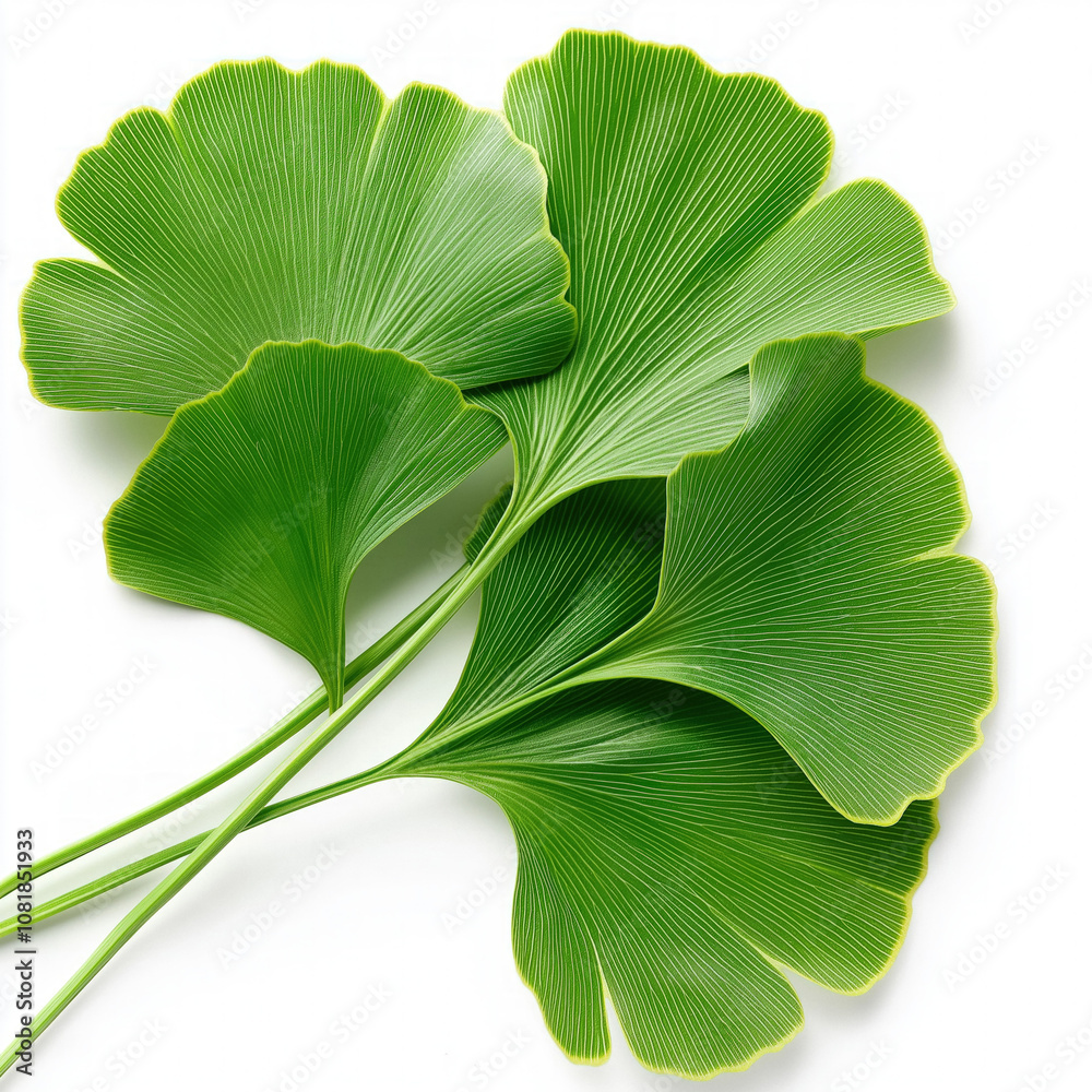 Obraz premium Ginko Leaf Isolated