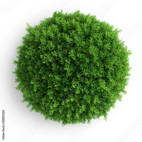 Green Moss Isolated