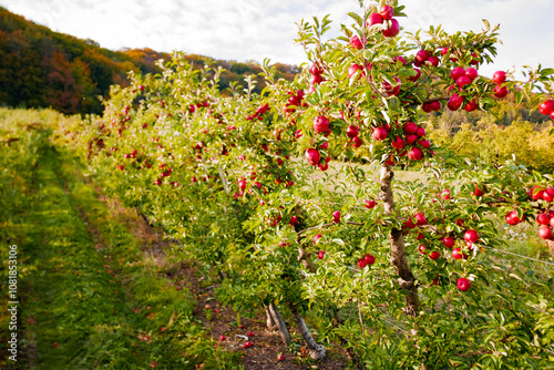 Apple trees in orchard. Idared cultivar. photo