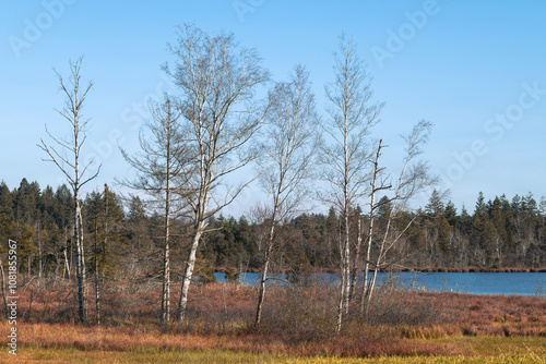 Herbstliche Moorlandschaft mit kahlen Birken und See im Hintergrund vor blauem Himmel photo