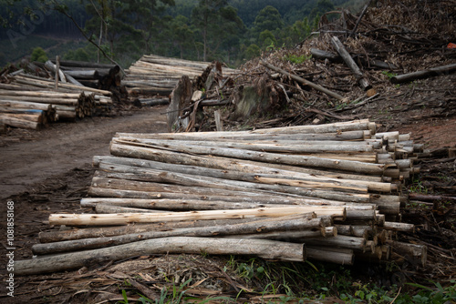 tas de troncs d'arbres d'une explotation forestière en Afrique du Sud, route panoramique photo