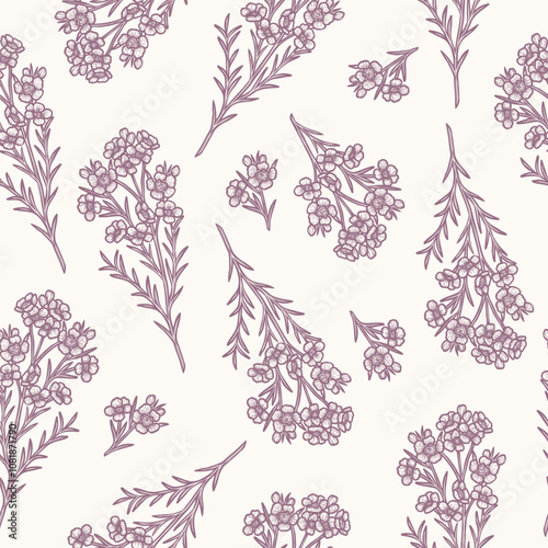 Hand drawn waxflower background. Australian native plant