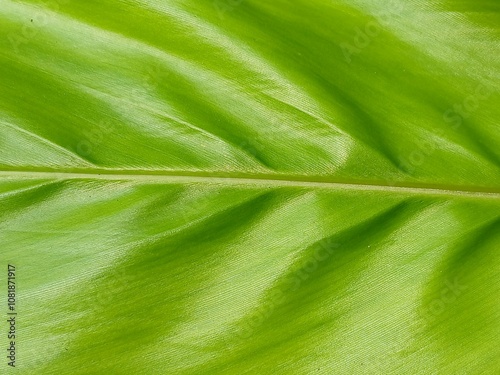 close up of green leaf curcuma zanthorrhiza texture landscape photo