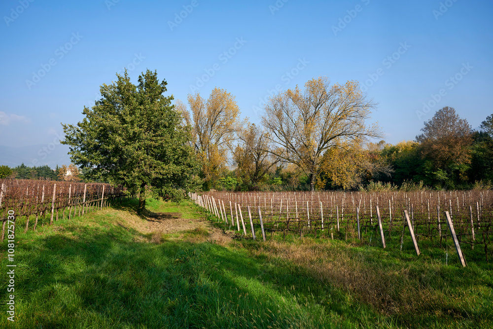Fototapeta premium vigne