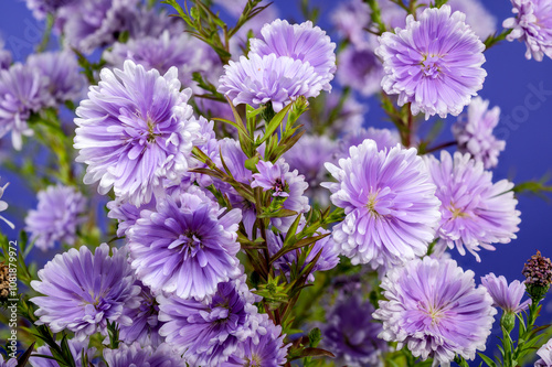 Lavender Asters on a blue background