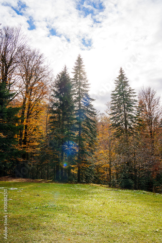 A green meadow in front of an autumn forest. tall spruces and yellow trees against the background of the sky with clouds.