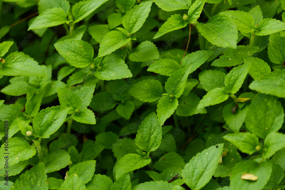 background texture pattern of natural green plants background texture pattern of natural green plants