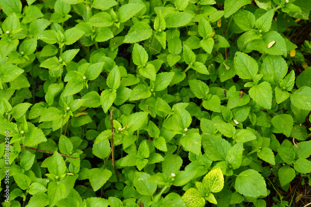 background texture pattern of natural green plants