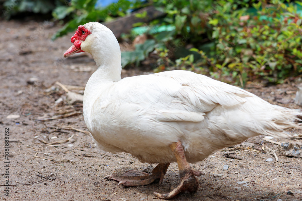 Obraz premium The white Muscovy Duck is stay in nature garden