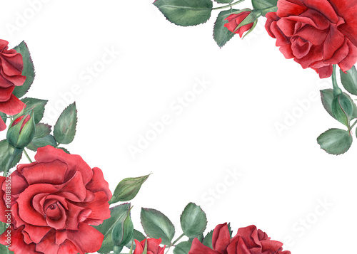 Vibrant red roses. Scarlet flowers with green leaves. Intertwining rose stems with bud. Blooming summer plant. Horizontal frame with empty space. Watercolor illustration. Memorial day, birthday design