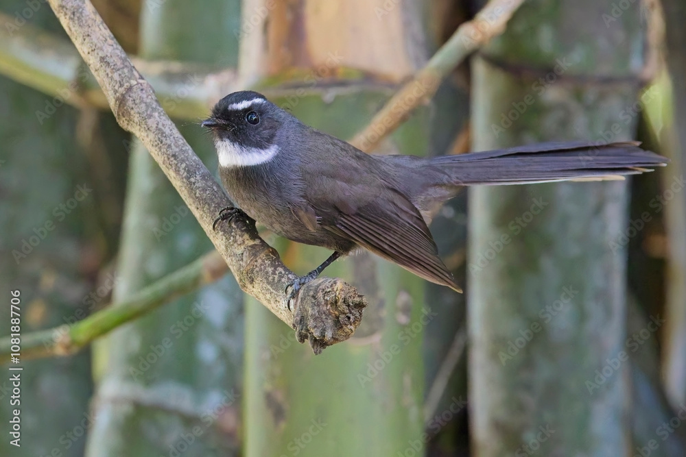 Naklejka premium White-throated Fantail, (Rhipidura albicollis), perched in bamboo, Uttarakhand, India.