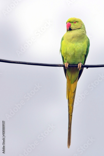 Rose-ringed Parakeet, also known as the Ring-necked Parakeet, (Psittacula krameri), perched on a wire, Uttar Pradesh, India.