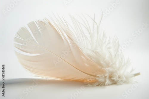 A single, delicate feather with a soft, cream hue.