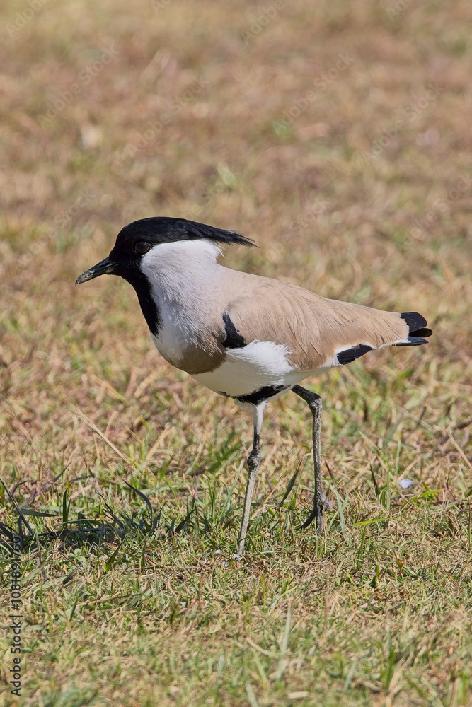 River Lapwing (Vanellus duvaucelii) on a grassy lawn near the Kosi River, Uttarakhand, India. Birdlife has uplisted this species to Near Threatened. River Lapwing (Vanellus duvaucelii) on a grassy lawn near the Kosi River, Uttarakhand, India. Birdlife has uplisted this species to Near Threatened.