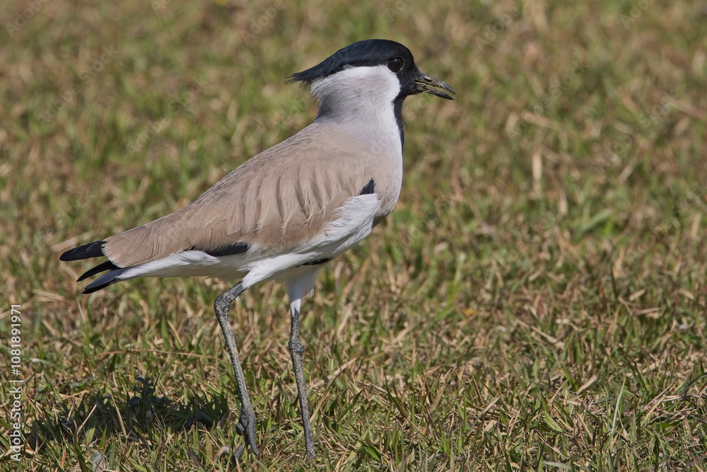 River Lapwing (Vanellus duvaucelii) on a grassy lawn near the Kosi River, Uttarakhand, India. Birdlife has uplisted this species to Near Threatened. River Lapwing (Vanellus duvaucelii) on a grassy lawn near the Kosi River, Uttarakhand, India. Birdlife has uplisted this species to Near Threatened.