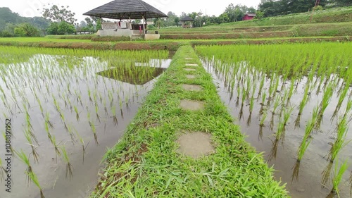 Close up or low angle view of beautiful rice plants in the rice field. Gazebo in the middle of the rice field. Farming and agricultural business.