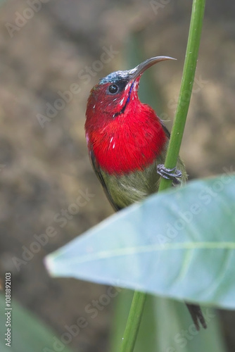 Crimson Sunbird, (Aethopyga siparaja), male perched on a plant, Uttarakhand, India. photo